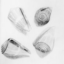 Muschelstudie  2017