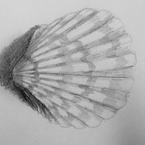 Muschelstudie 2017
