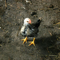 Motiv 3 - Hühner - Bild 3