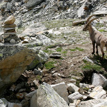 Motiv 5 - Bei der Almageller-Hütte