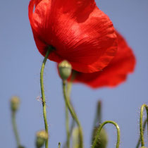 Motiv 13 - Mohn