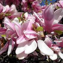 Motiv 14 - Magnolienblüte