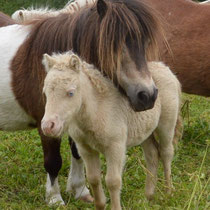 mayflower and Gippsy