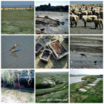 Traversée baie de Somme, guide baie de Somme
