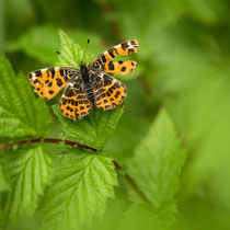 Landkärtchen (Araschnia levana), Frühlingsform, auf Mädesüß; Reitscher Grün, Frankenwald 2015