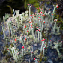 Rotkäppchen: Flörkes Säulenflechte (Cladonia floerkeana); Bad Brückenau, Wolfswäldchen, 2014