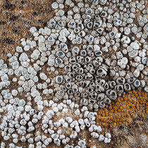 Krustenflechten auf Muschelkalk Rinodina bischoffii, Circinaria contorta, Caloplaca oasis Ingo Queck 2013