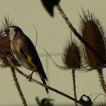 Carduelis carduelis an meinen Karden