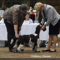 Charmin - Second Best Breeders Dog in Show