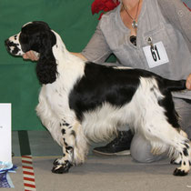 Dexbenella Sirius Black "Milo" - zweitbester Rüde