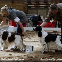 Clooney & Milo - die zwei besten Rüden der Show 