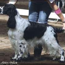 Milo - Best Male BOS in Show