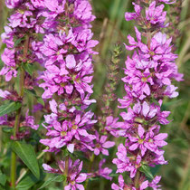 Gewöhnlicher Blutweiderich (Foto: T. Duerst LBV-Bildarchiv)