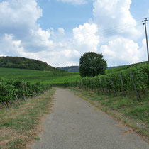 Wer im Ebringer Sommerberg nach unseren PIWI-Reben und der Infostelle sucht: einfach am großen Ahorn-Baum 🌳 orientieren, den wir vor über 30 Jahren im Rebberg gepflanzt haben.
