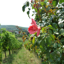 Hier wächst die PIWI-Sorte, mit der alles begann: Vor 20 Jahren präsentierten wir den ersten Wein unserer Bronner-Reben.