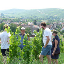 Bis zur ersten Ernte dauert es 4 Jahre. Wir sind schon sehr gespannt auf den Muscaris-Wein.