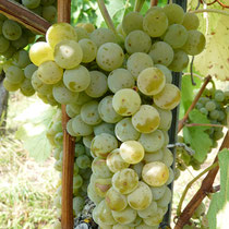 Die Trauben 🍇 unserer ersten PIWI-Sorte Bronner 