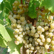 So sehen sie aus, die Trauben 🍇 unseres "Neuzugangs" Muscaris.