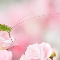Grasshopper