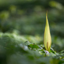 Arum