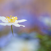 Anemone - 2