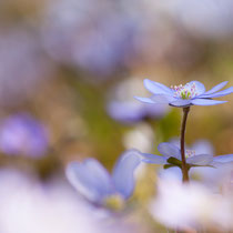 Hepatica - 3