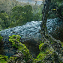 Rain Forest
