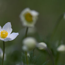 Anemone