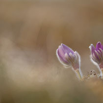 Pulsatilla vulgaris, 12.03.22