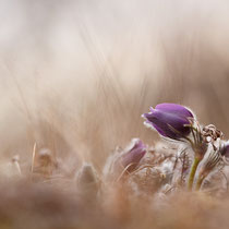 Pulsatilla vulgaris, 12.03.22