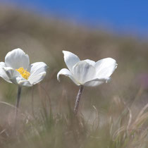 Pulsatilla