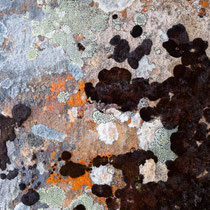 Lichenes - 1