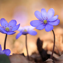 Hepatica - 1