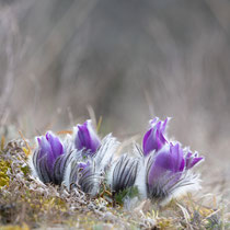 Pulsatilla vulgaris, 12.03.22