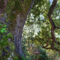 Oak