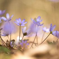 Hepatica - 2