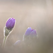 Pulsatilla vulgaris, 12.03.22