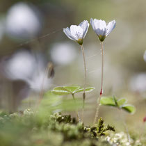 Oxalis