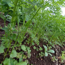 あ、でも畝の草取りはしないとジャングルです（汗）