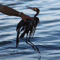 5,939 dead birds collected(Gerald Herbert / Associated Press) Plaquemines Parish Coastal Zone Director P.J. Hahn holds a heavily oiled bird from the waters of Barataria Bay which are laden with oil from the Deepwater Horizon oil spill in Barataria Bay LA.