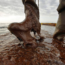 966 miles of shoreline hit by oil at peak(Gerald Herbert, Associated Press / September 18, 2010)Plaquemines Parish coastal zone Director P.J. Hahn lifts his boot out of thick beached oil at Queen Bess Island in Barataria Bay, just off the Gulf of Mexico