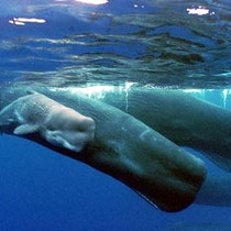 2 dead whales collected (Associated Press / June 24, 2010) A pod of sperm whales swim off the coast of Agat Marina in Guam. A dead sperm whale was one of two whales found dead near the gulf oil spill