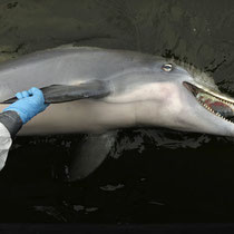 92 dead dolphins collected. (Carolyn Cole, Los Angeles Times / May 29, 2010) Biologist Mandy Tumlin, a turtle and sea mammal specialist from the Louisiana Department of Wildlife and Fisheries recovers a dead dolphin off of Grand Isle, La.