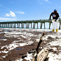 47,416 response workers at peak(Dan Anderson, European Pressphoto Agency)Clean up crews work the oil covered beach at Pensacola Beach,Florida on June 23.A health advisory was issued for the area the waters were closed to swimming due to the oil washingup