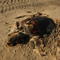 584 dead sea turtles collected. (Carolyn Cole, Los Angeles Times / May 10, 2010) A dead sea turtle lies on the beach at Grand Isle, La., its back marked with spray paint.