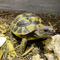 Tschampi ist eine griechische Landschildkröte und ist auf den Bildern noch unser Baby (15 Monate)