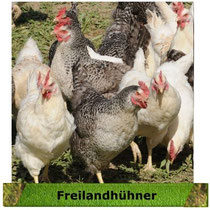 klick Freilandhühner