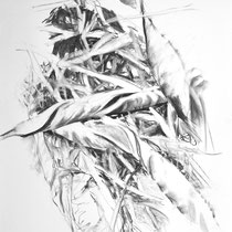 Wildwuchs 5 (Wicke), Zeichnung Kohle auf Papier, 100x70 cm, 2024