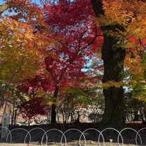 城址の紅葉ですとにかく色が素晴らしい！