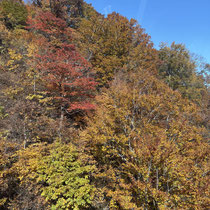 どの角度からも奇麗な紅葉,一面雪景色も最高だと感じます